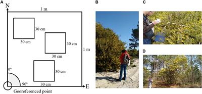 Mapping the Flowering of an Invasive Plant Using Unmanned Aerial Vehicles: Is There Potential for Biocontrol Monitoring?